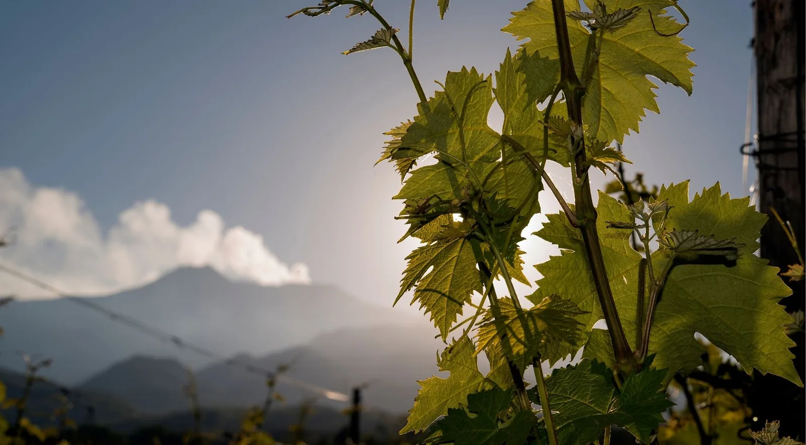 Grapevine canes backlit at golden hour with the smoking summit of Mount Etna behind them