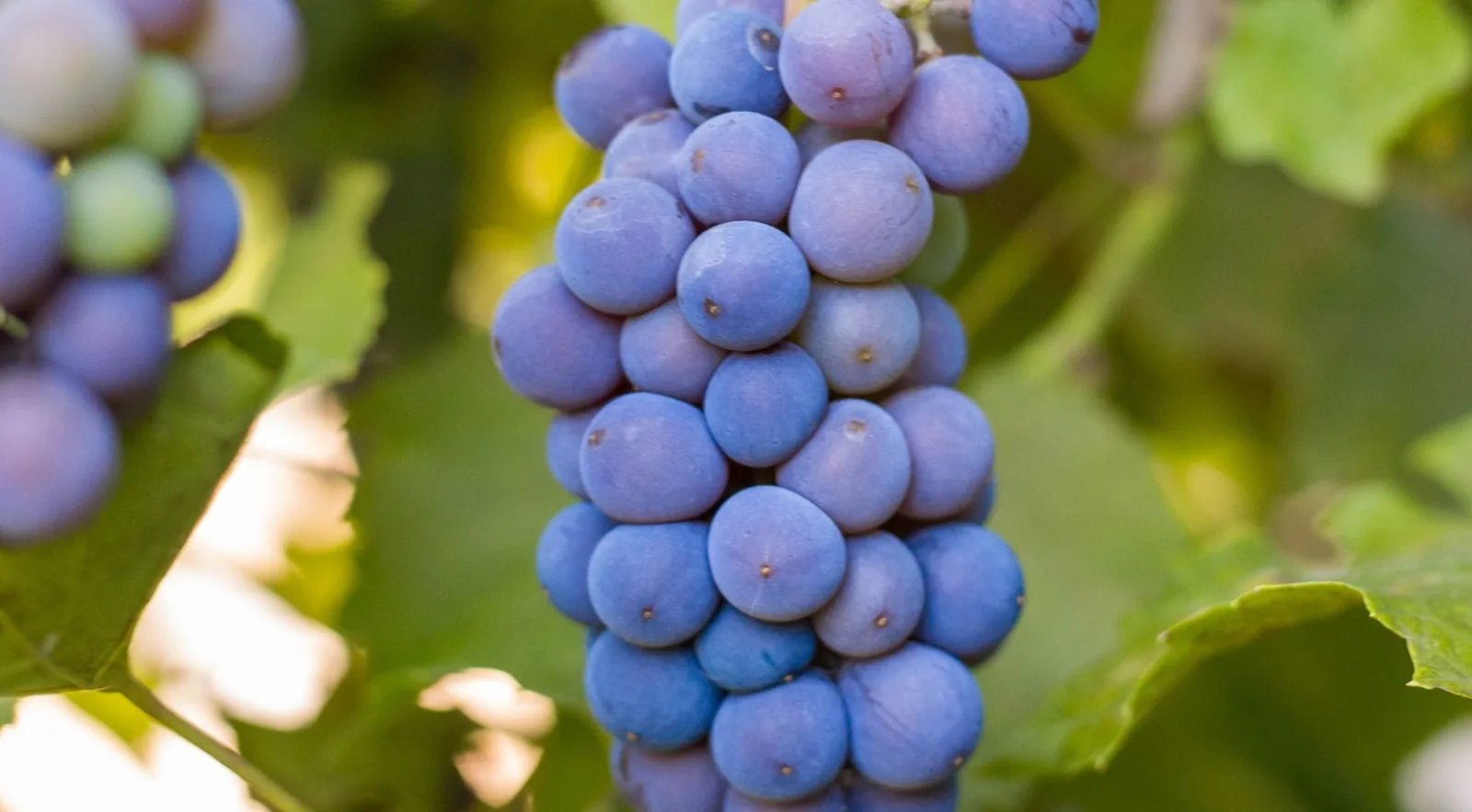 Close-up of a dense cluster of blue-black wine grapes among sunlit vine leaves