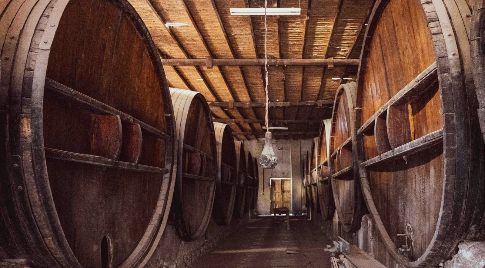 A dim wine cellar lined with enormous old oak casks under a timber-beamed roof