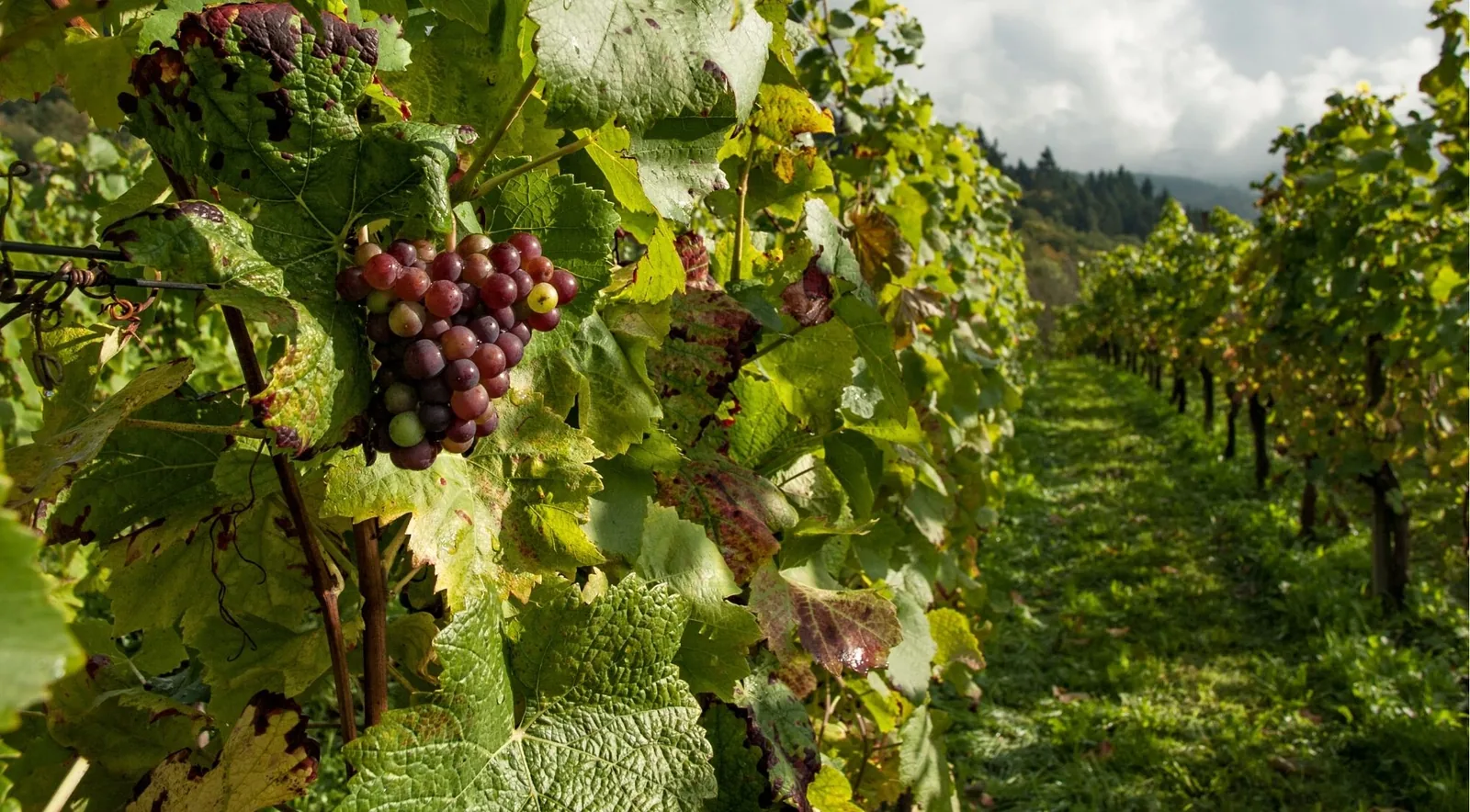 A cluster of ripening dark grapes on the vine beside a grassy row on a hillside