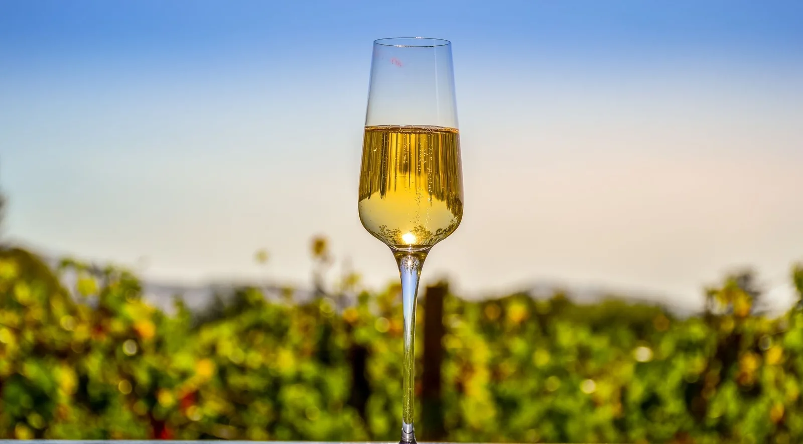 A flute of sparkling wine catching the last light above a blurred row of vines