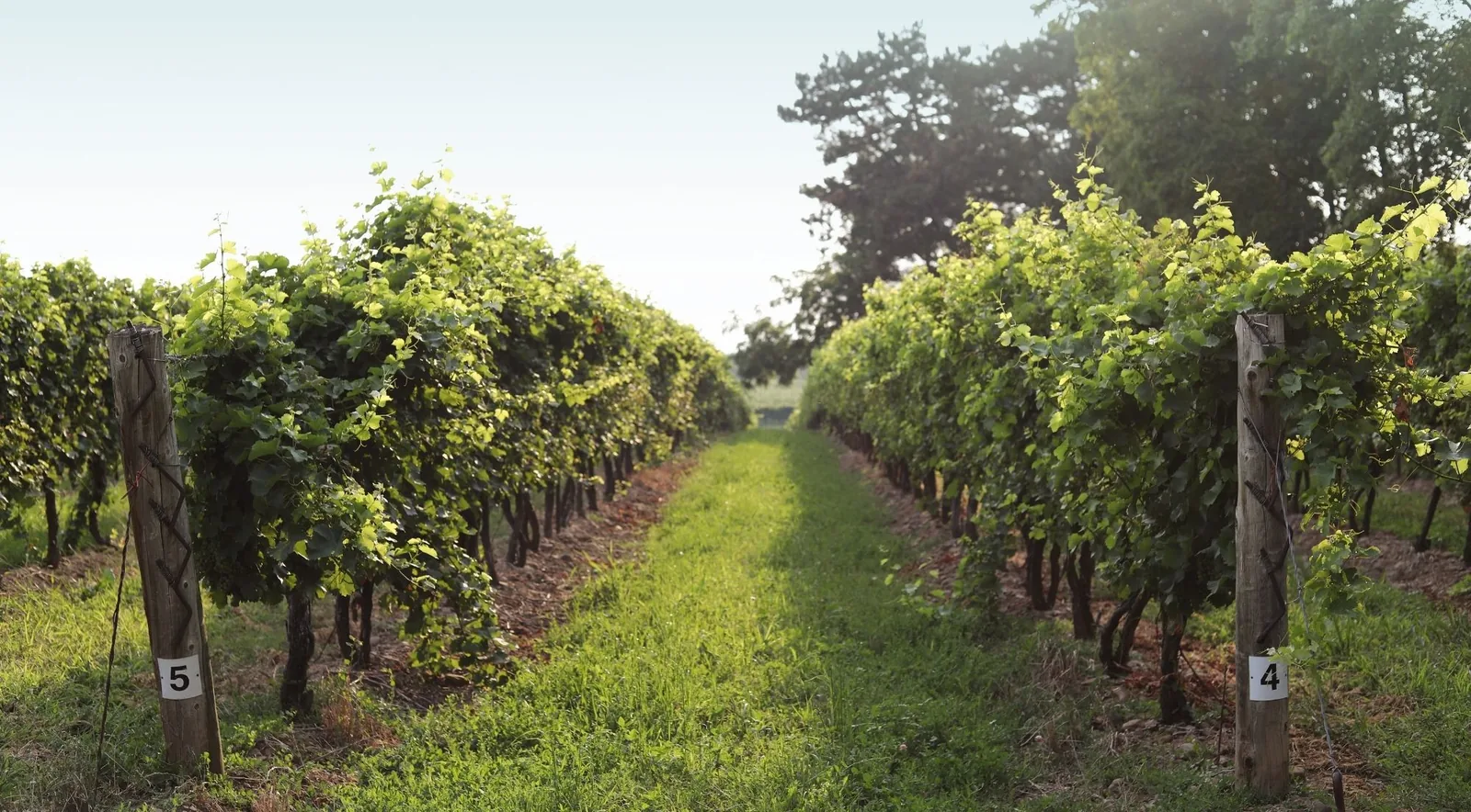 Two trained rows of vines running to the horizon with a mown grass alley between them