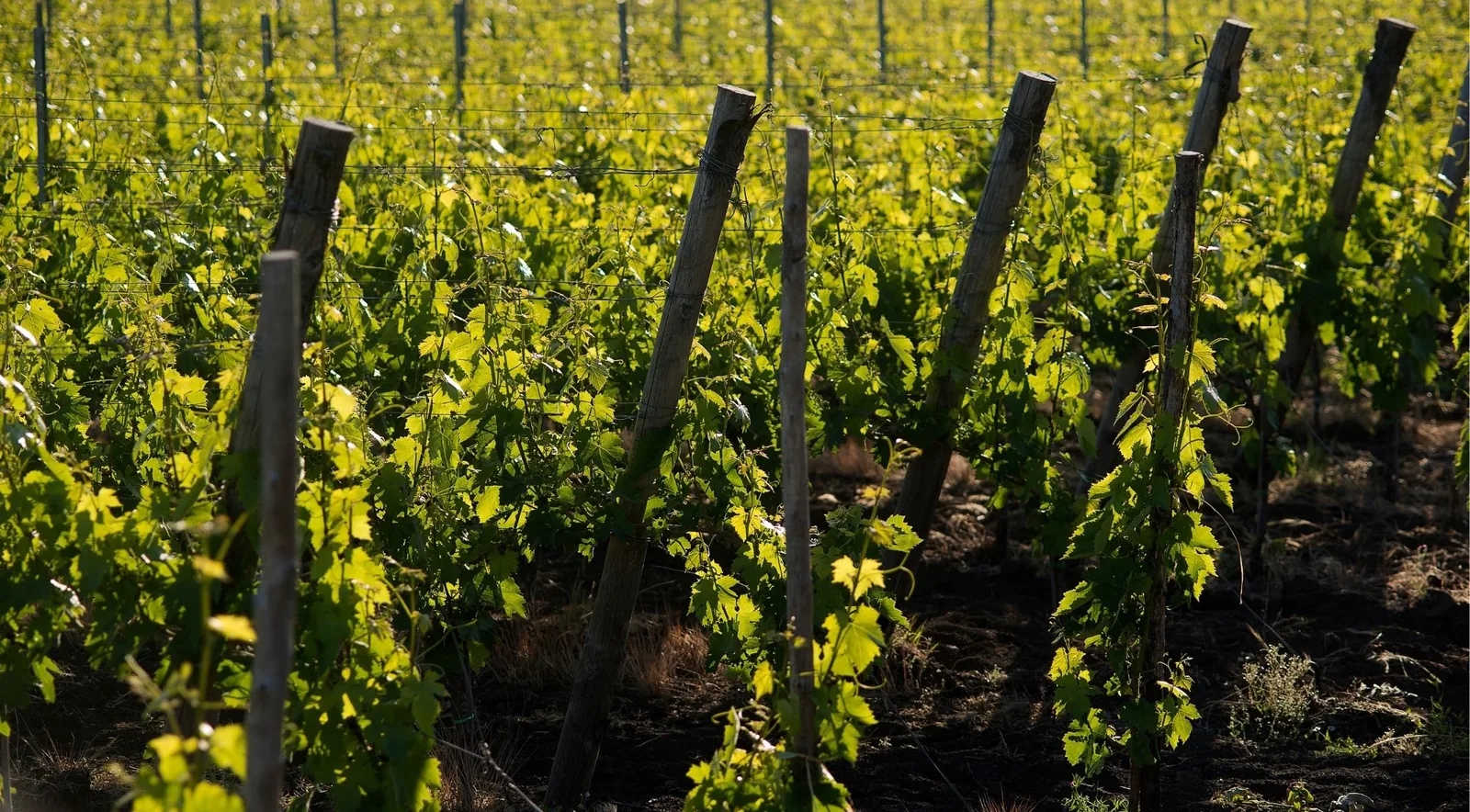 Young vine shoots on chestnut stakes growing in dark, coarse, free-draining soil