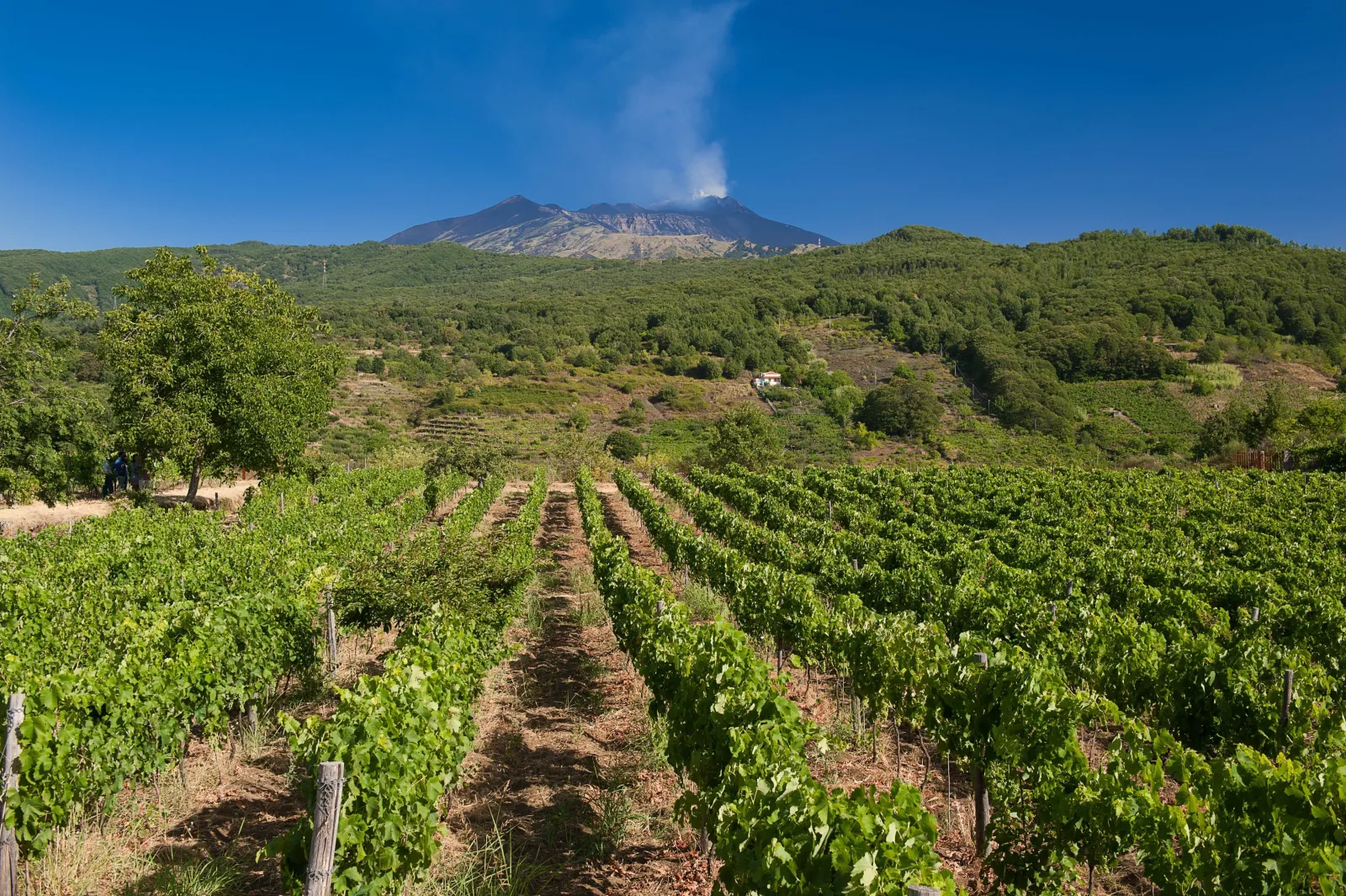 Vineyard rows running downhill with Etna smoking on the skyline