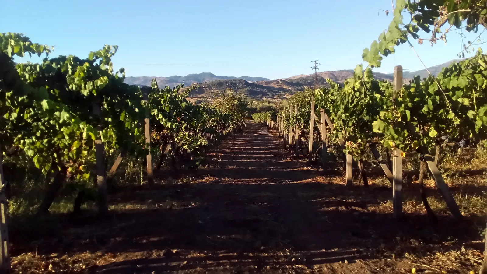 From Taormina: Etna Wineries Small Group Tour