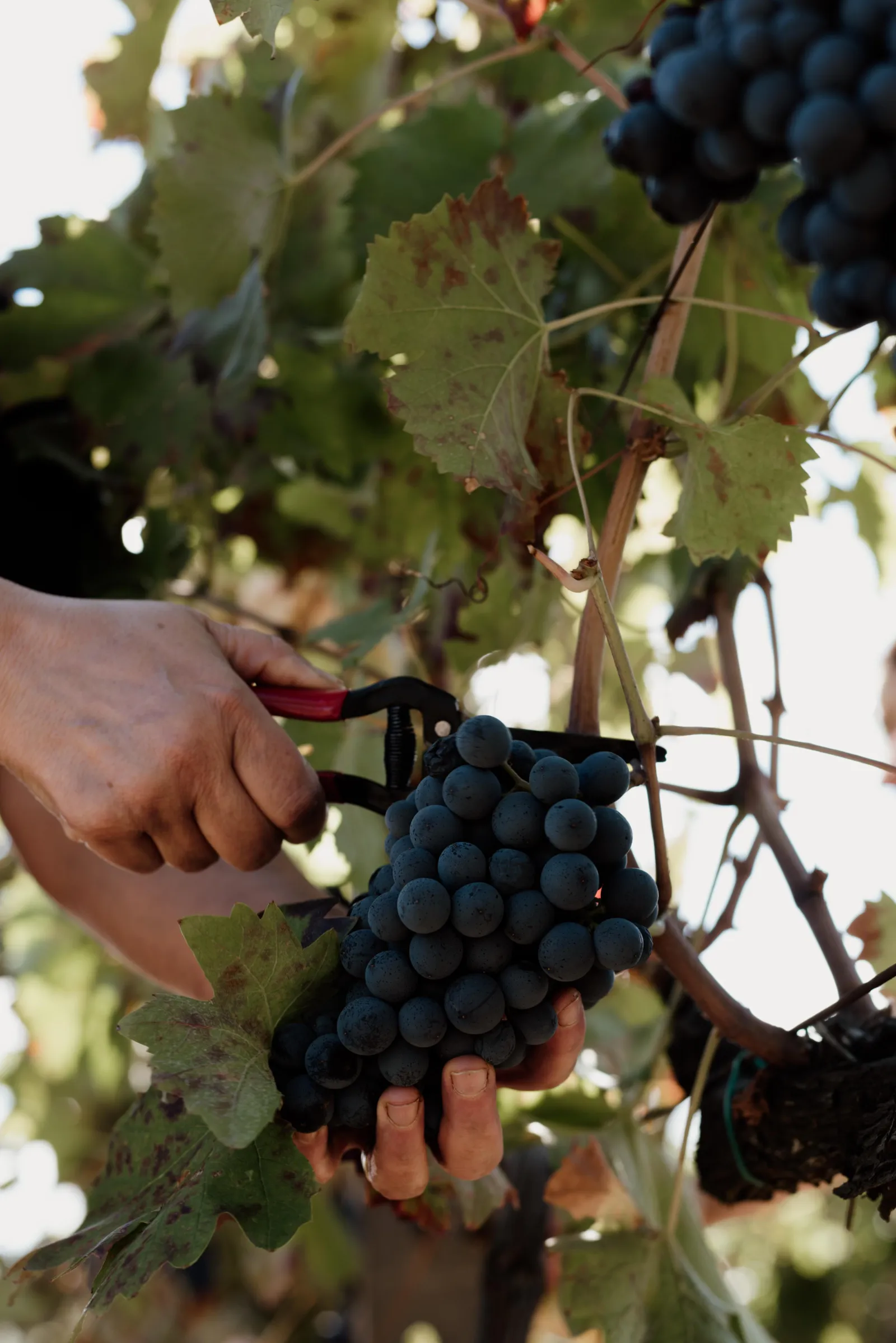 A hand steadying a bunch of dark grapes on the vine outside the tasting room