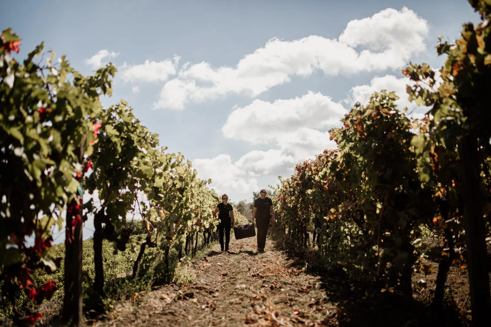 Two visitors walking a vineyard row under a cloudy Etna sky