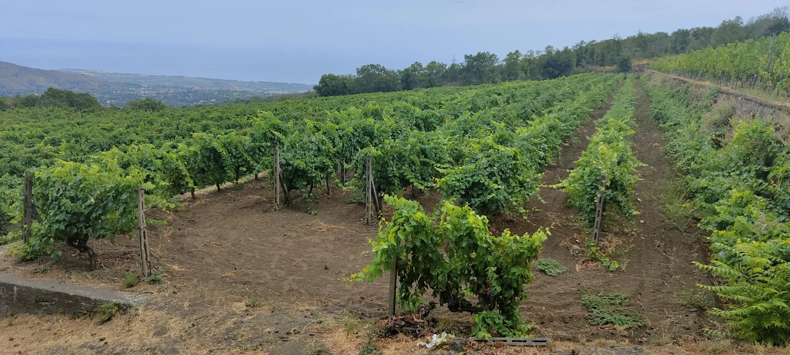 Vineyard rows running downhill from the winery towards the Ionian coast