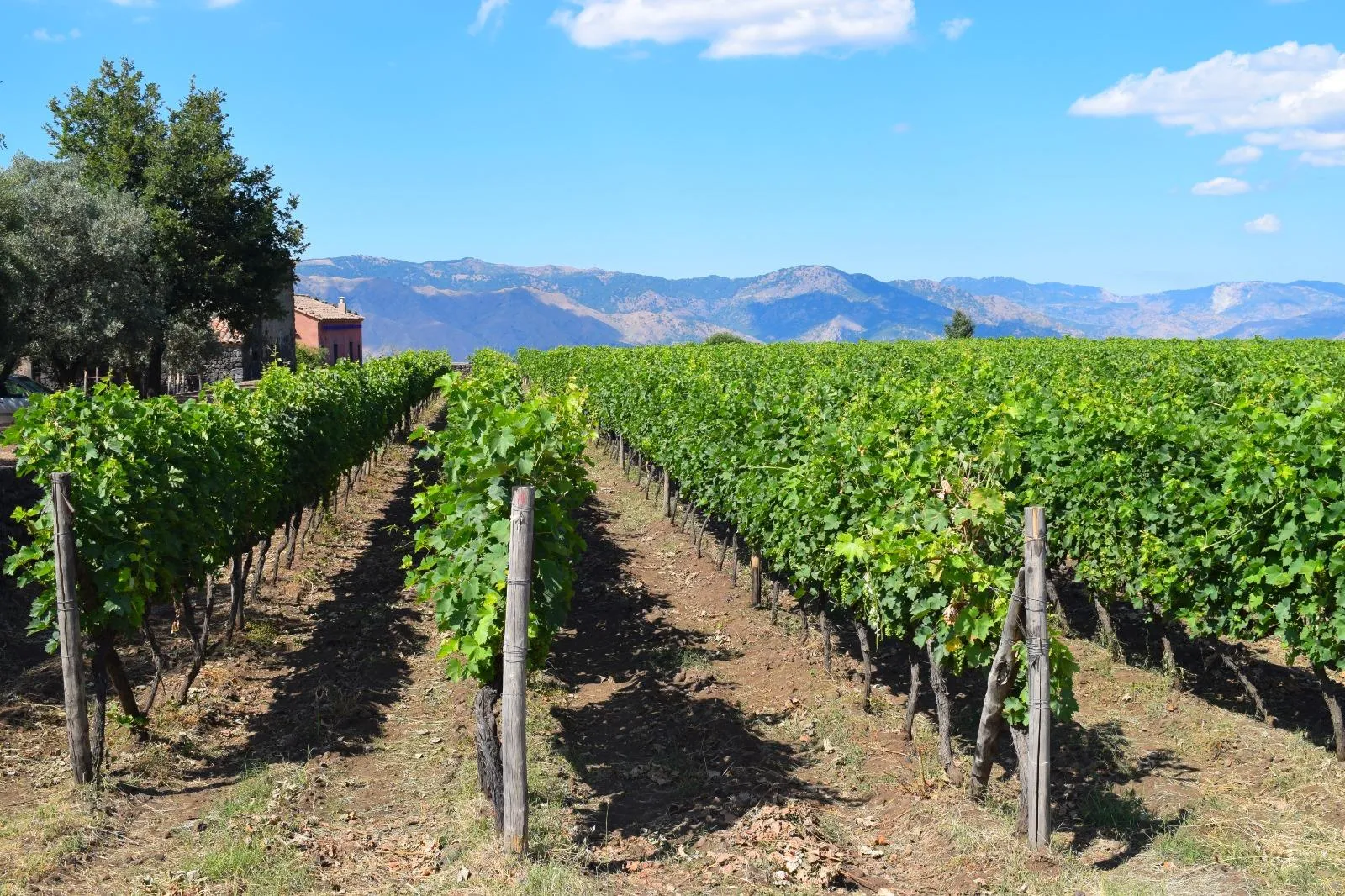 Trained vine rows climbing a terraced slope with the coastal mountains beyond