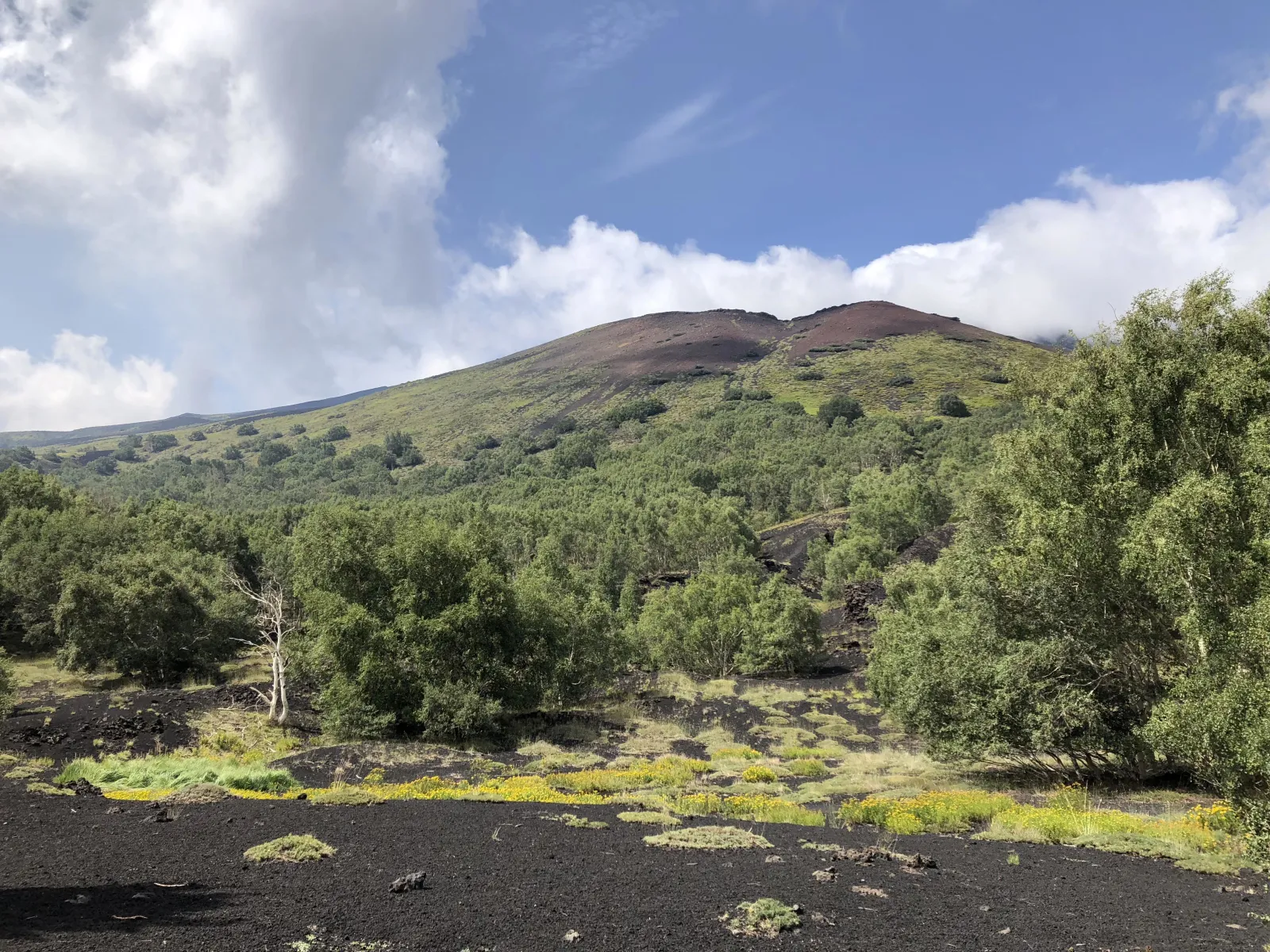 Pines re-colonising an old lava flow with a spent crater rising behind